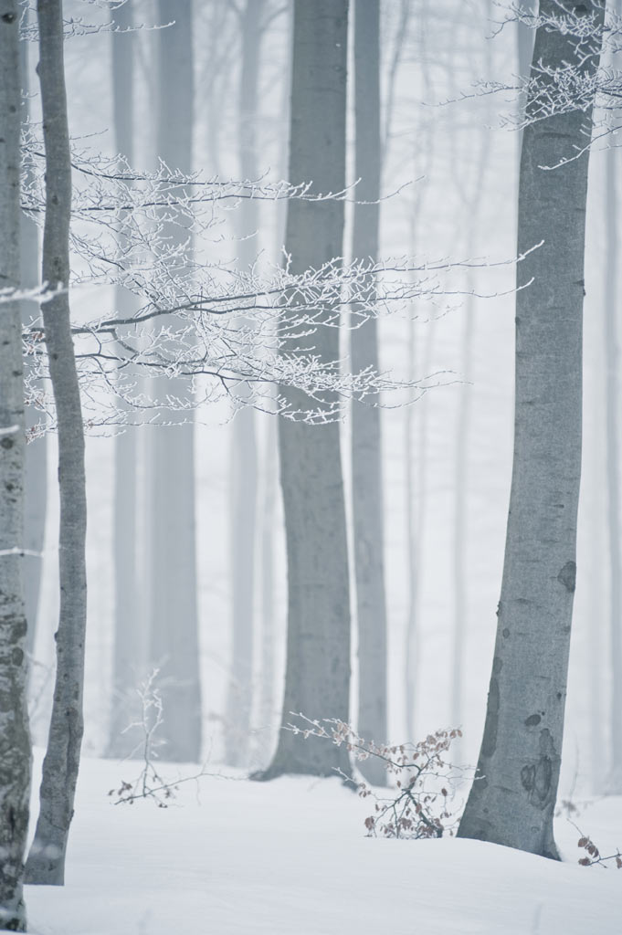 Winterwald (Foto: Uli Pfeufer)