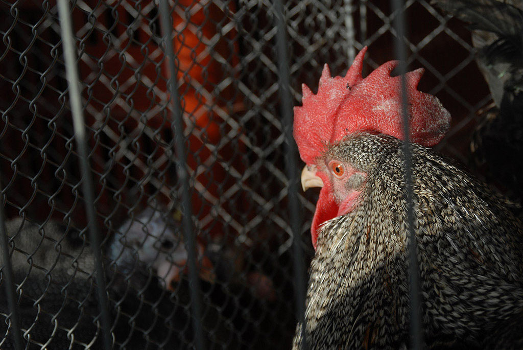 Hahn (Foto: Manuela Hahnebach)