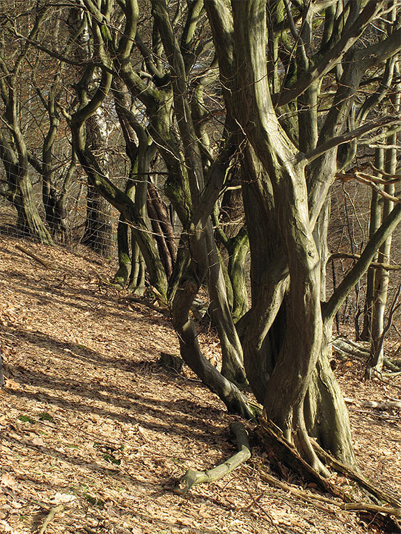 Knorrwald (Foto: Andreas Kuhrt)