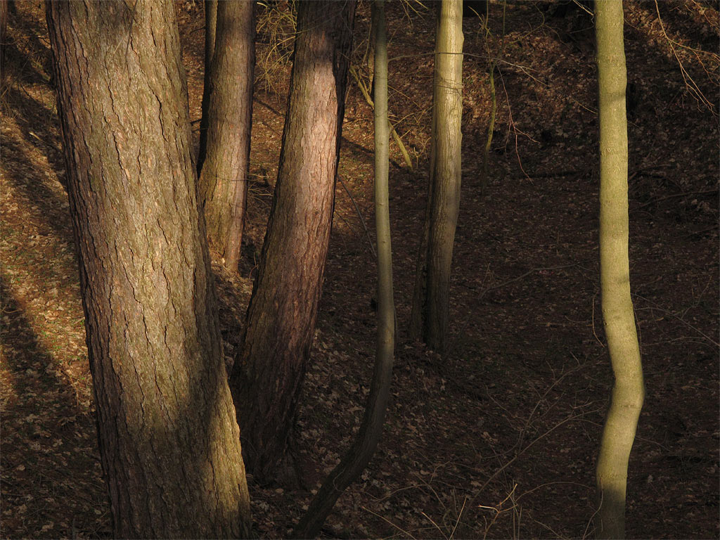 Herbstlicht (Foto: Andreas Kuhrt)