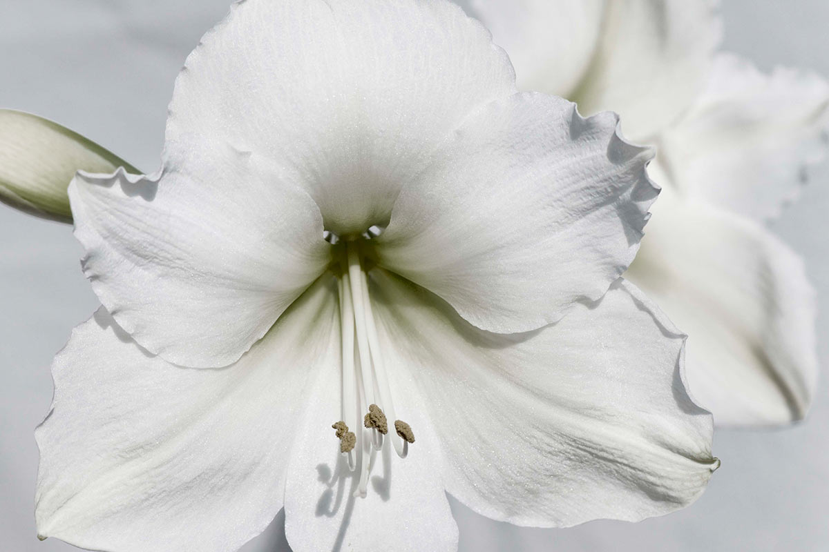 Weiße Amarylis (Foto: Ute Zohles)