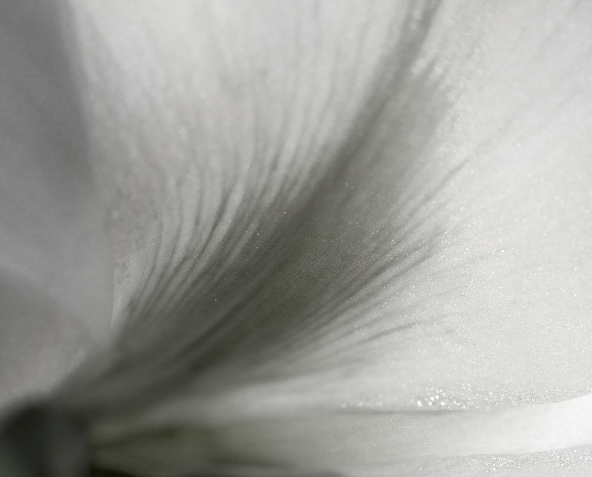 Weißes Blütenblatt (Foto: Ute Zohles)