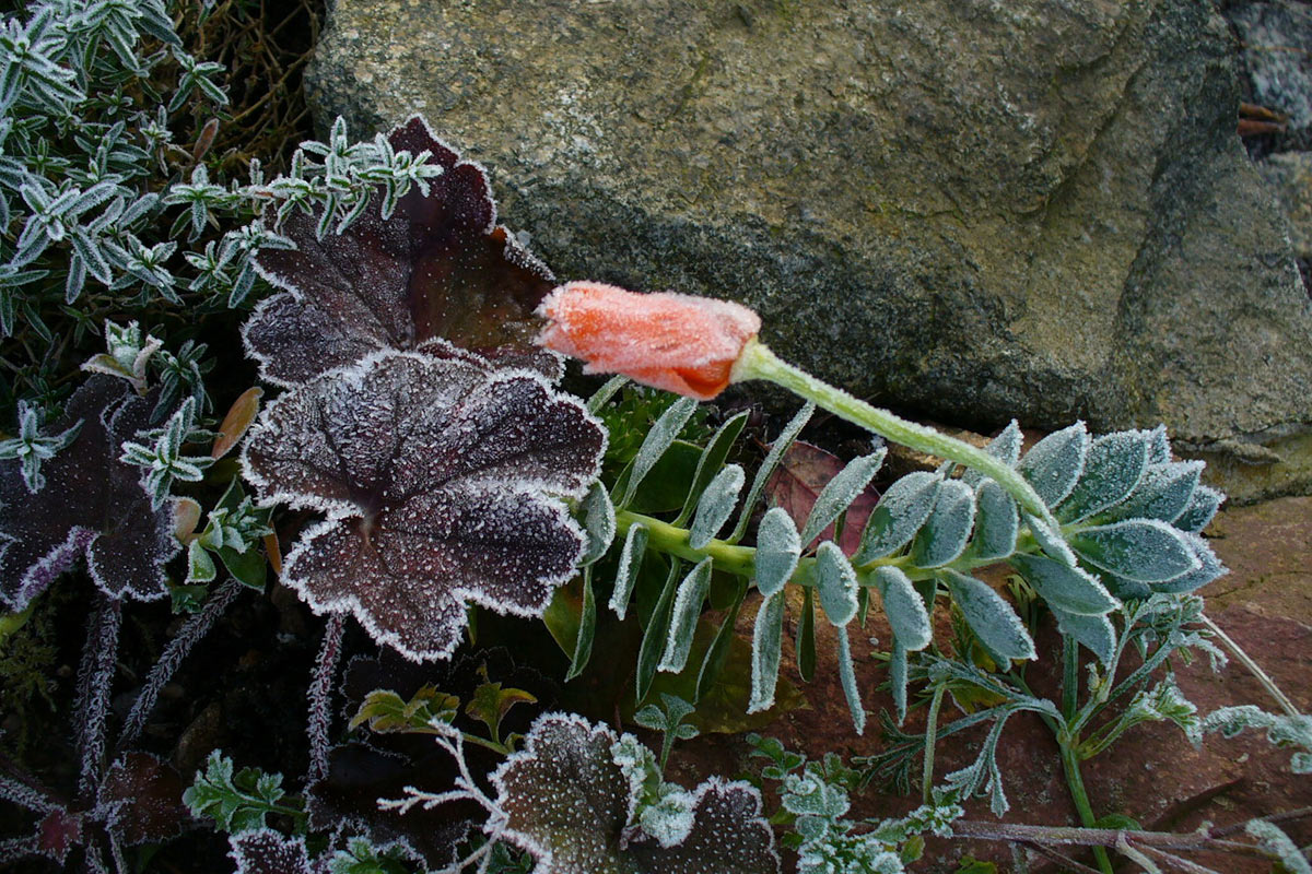 Frostig (Foto: Carolin Fritz)