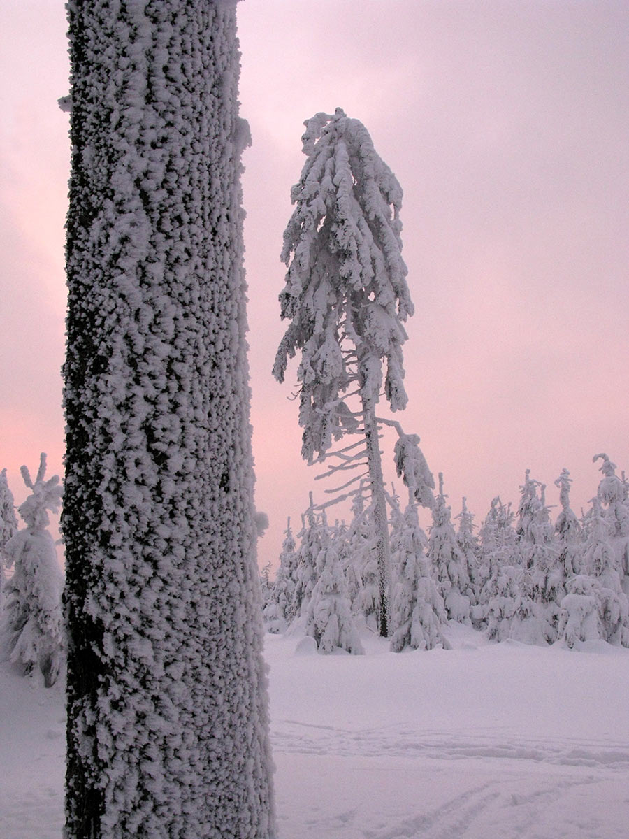 Wintertraum (Foto: Peter Maximilian Schmidt)