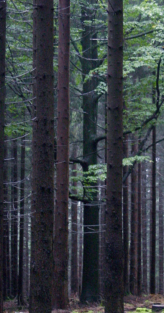 Wald (Foto: Peter Maximilian Schmidt)