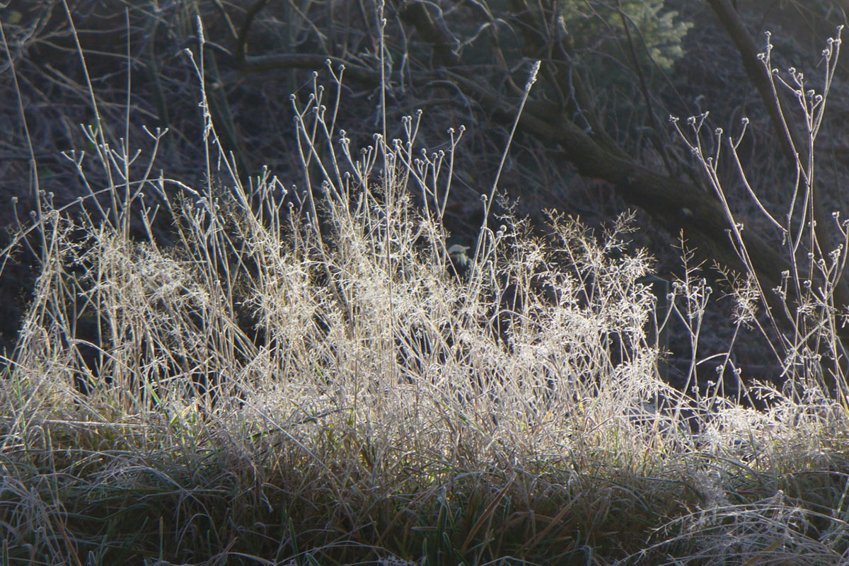 Kaltes Gras (Foto: Carolin Fritz)