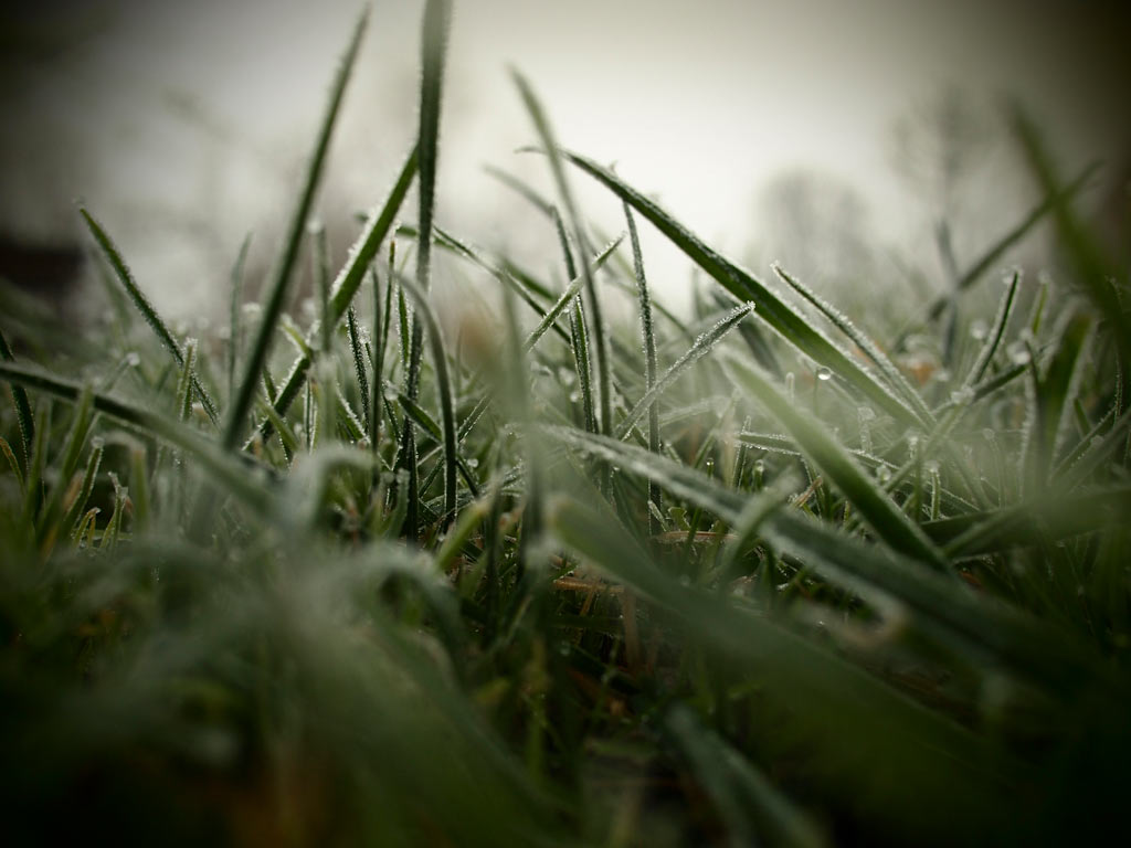 Morgentau (Foto: Peter Zastrow)