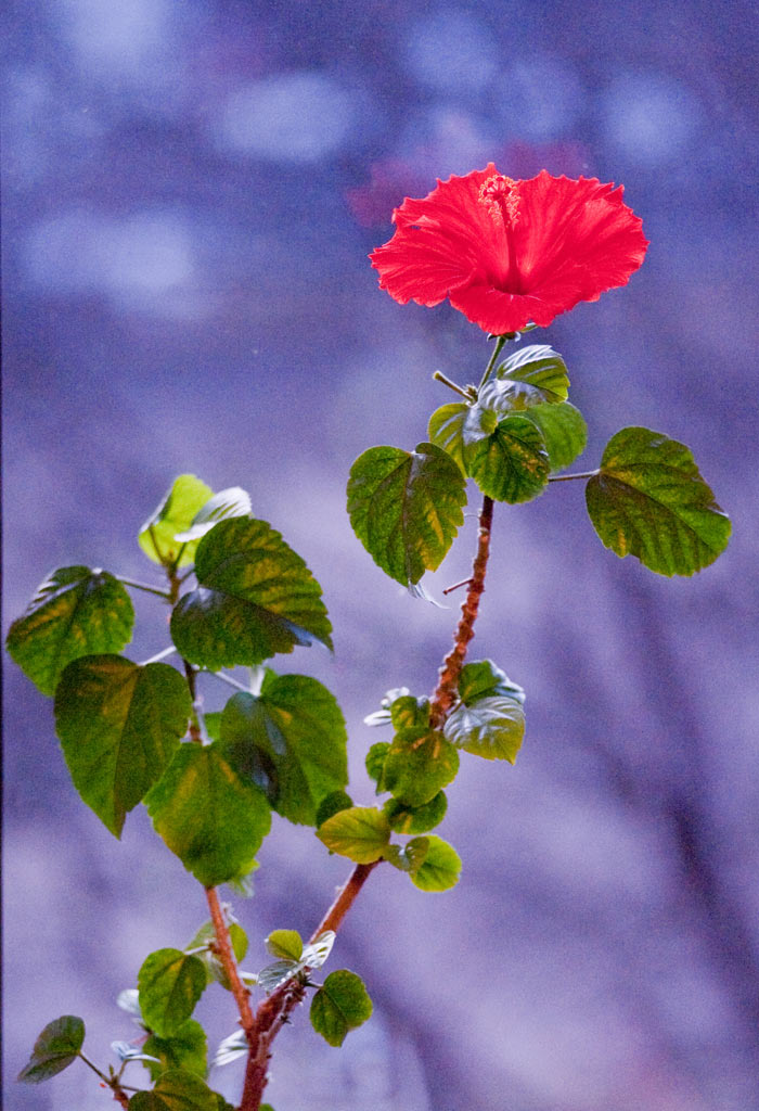Rot auf Blau (Foto: Uli Pfeufer)