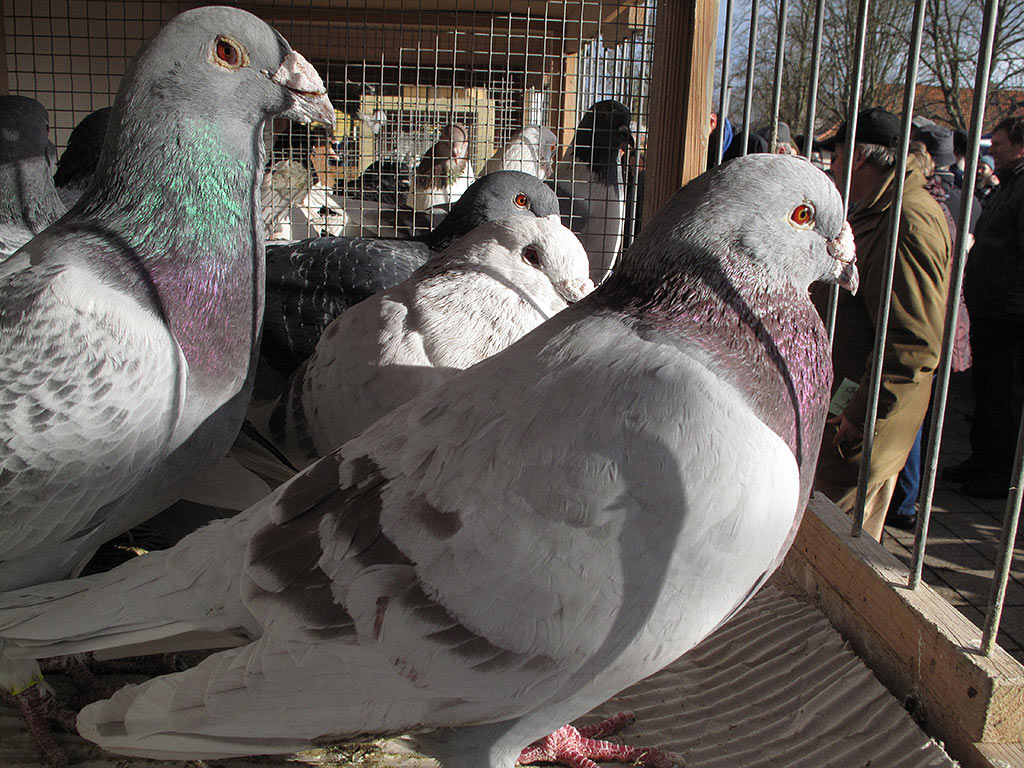 Serie: Kalter Markt Römhild (Foto: Andreas Kuhrt)