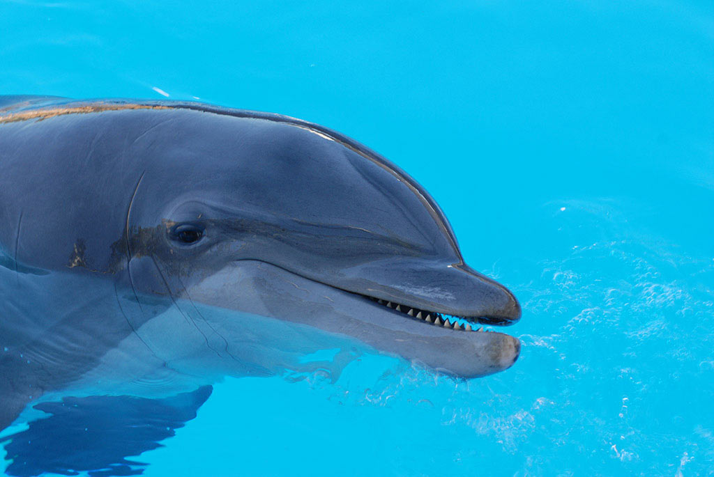 Serie: Flipper (Foto: Manuela Hahnebach)