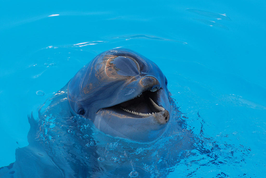 Serie: Flipper (Foto: Manuela Hahnebach)