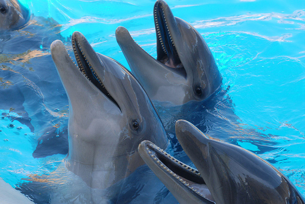 Serie: Flipper (Foto: Manuela Hahnebach)