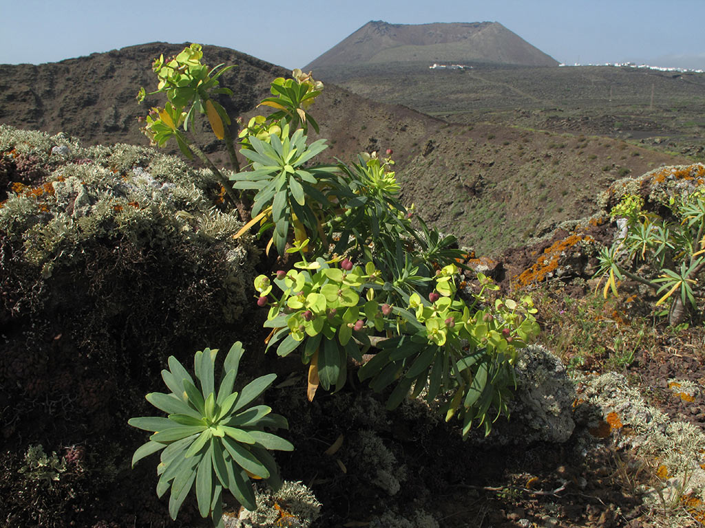 Vulkanvegetation (Foto: Andreas Kuhrt)