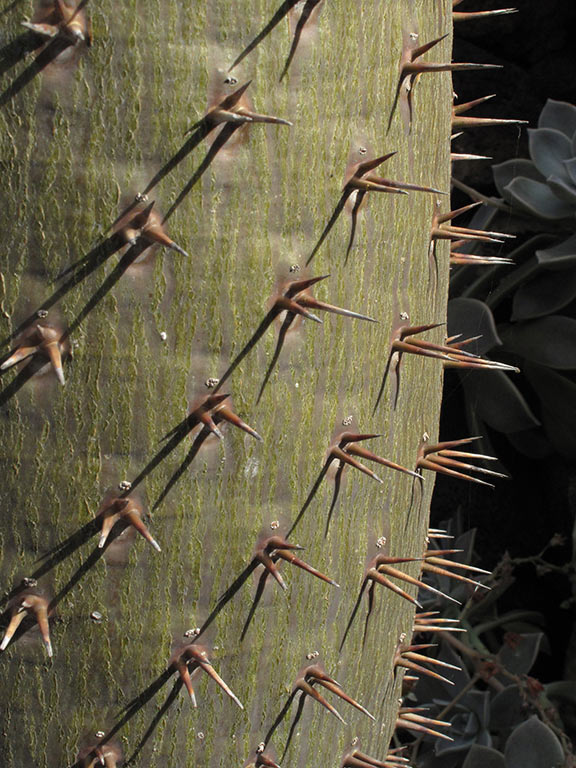 Kaktus (Foto: Andreas Kuhrt)