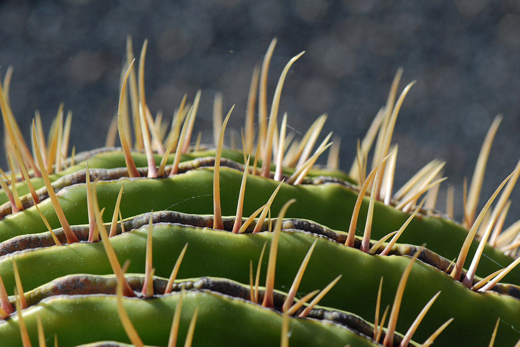 Kaktus (Foto: Manuela Hahnebach)