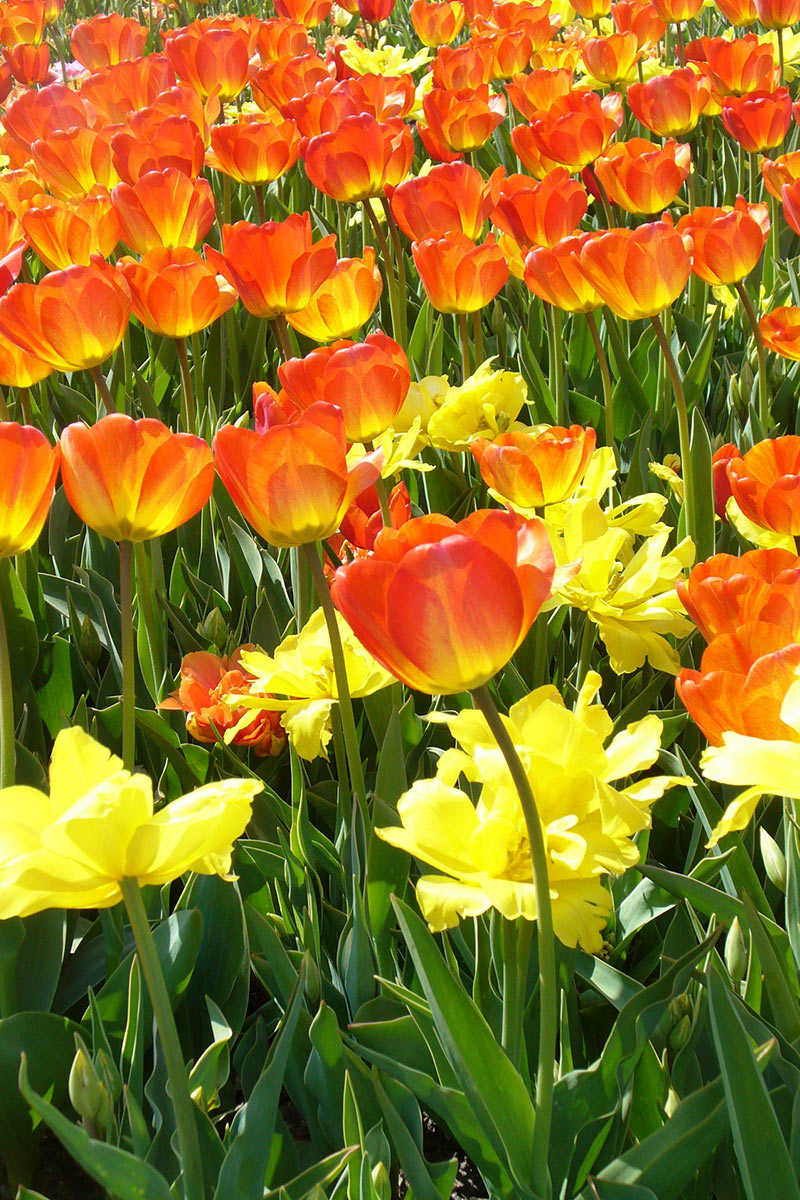 Tulpenbeet (Foto: Carolin Fritz)