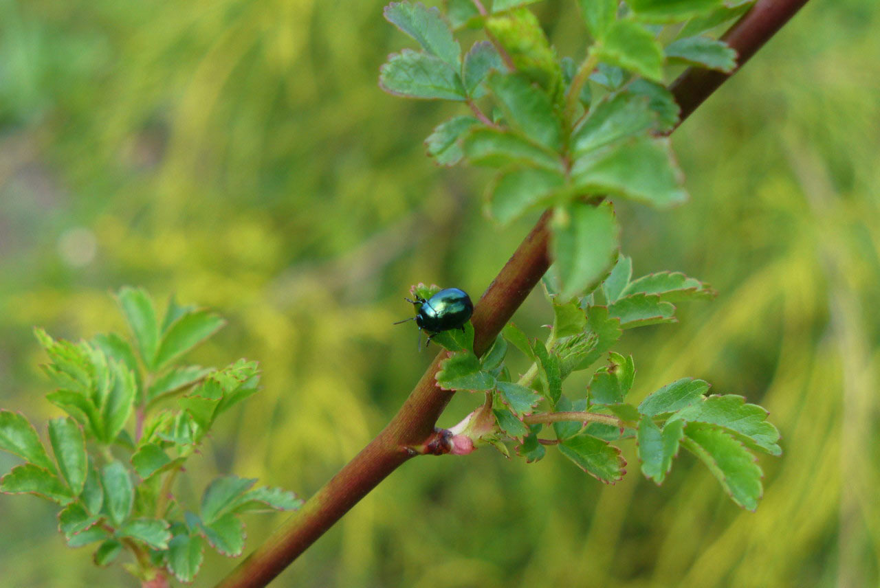 Kleiner Käfer (Foto: Carolin Fritz)