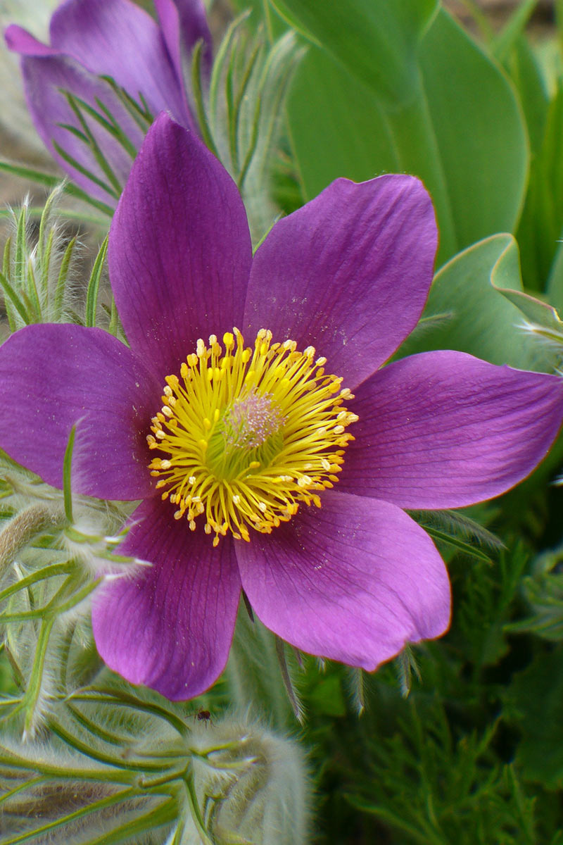 Frühling (Foto: Carolin Fritz)