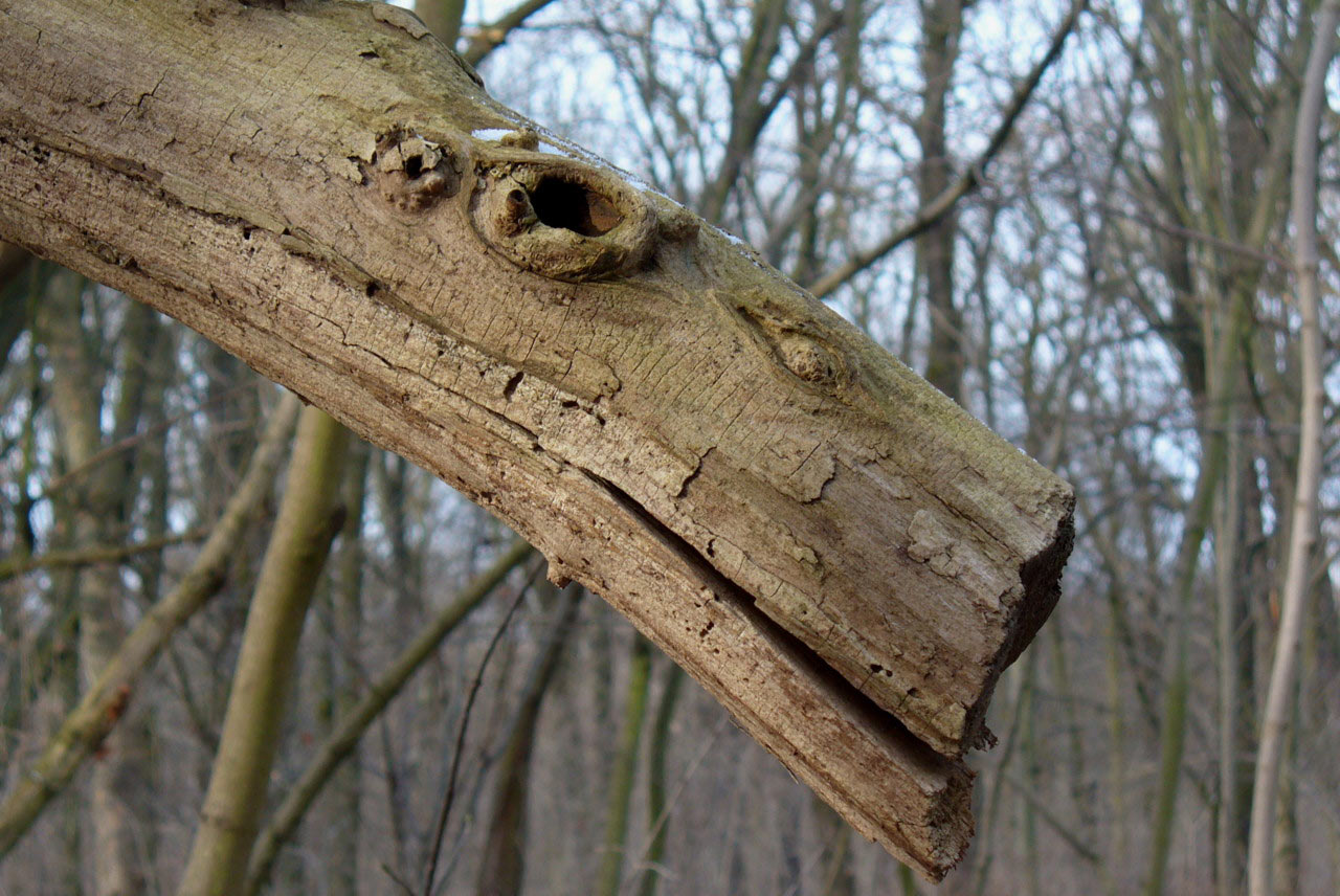 Das Lächeln des Baumes (Foto: Carolin Fritz)