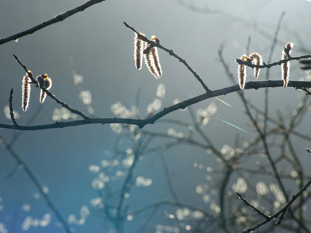 Im Morgenlicht (Foto: Uli Pfeufer)