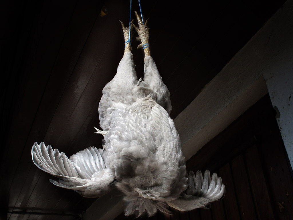 Serie: Der Hahn ist tot (Foto: Manuela Hahnebach)