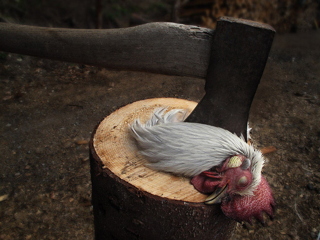 2011-05-zz02_2_der-hahn-ist-tot_manuela-hahnebach Serie: Der Hahn ist tot (Foto: Manuela Hahnebach)
