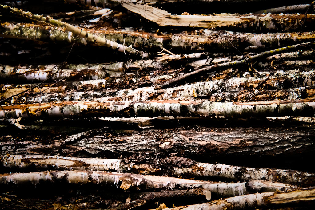 Serie: Holz (Foto: Peter Zastrow)