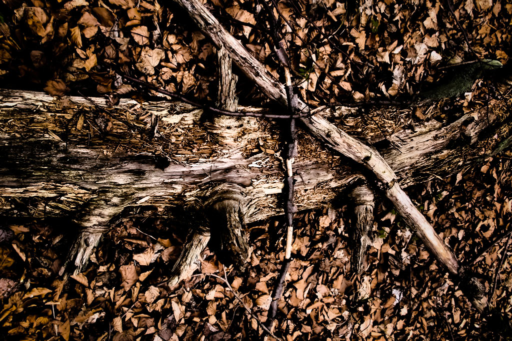 Serie: Holz (Foto: Peter Zastrow)