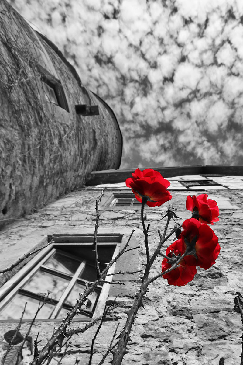 Dornröschen (Foto: Roland Kastner)