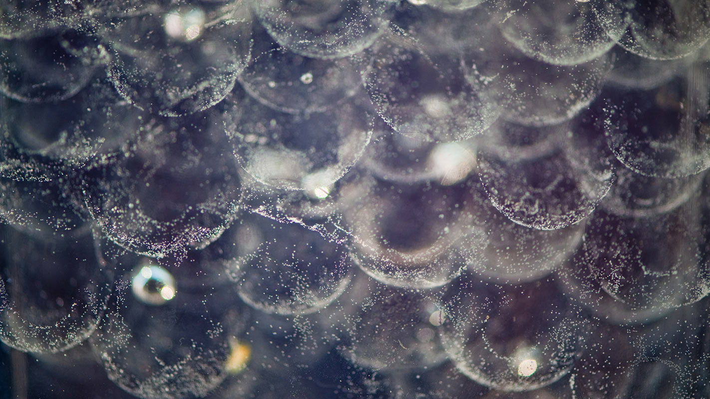 Fischsuppe (Foto: Uli Pfeufer)