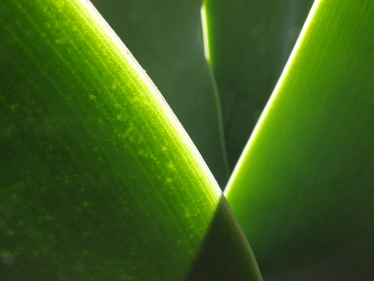 Serie: Grün (Foto: Andreas Kuhrt)