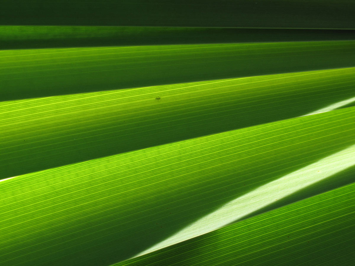 Serie: Grün (Foto: Andreas Kuhrt)