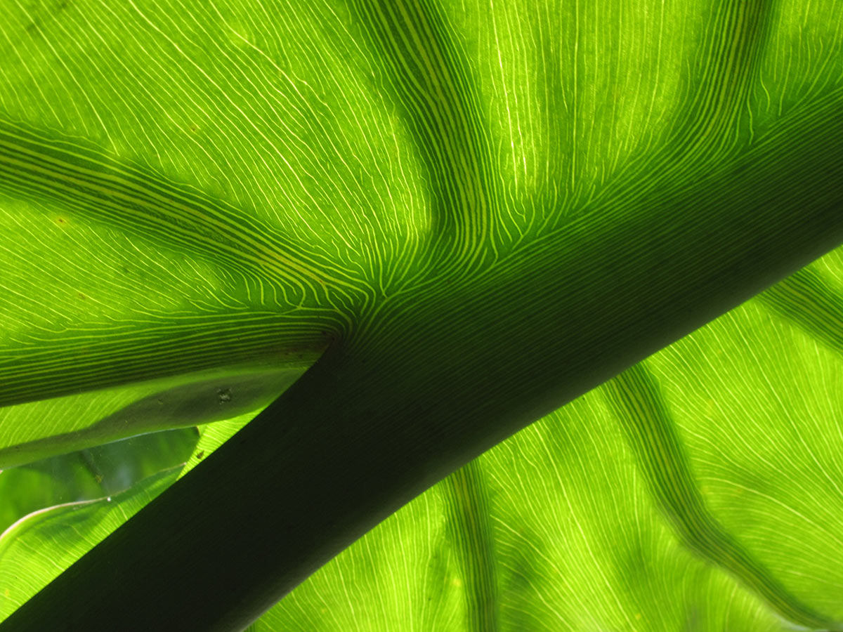 Serie: Grün (Foto: Andreas Kuhrt)