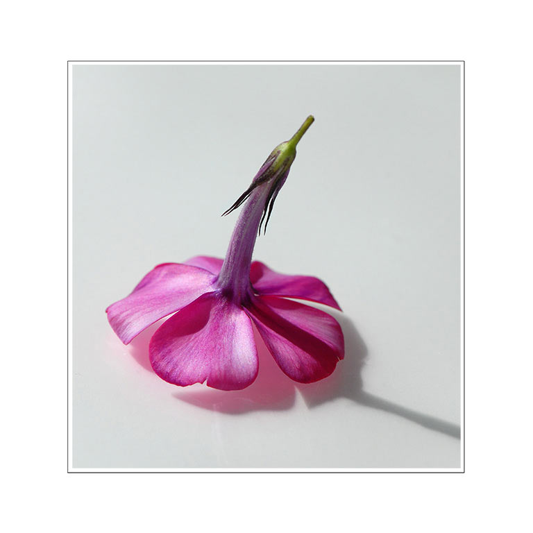 Phlox (Foto: Manuela Hahnebach)