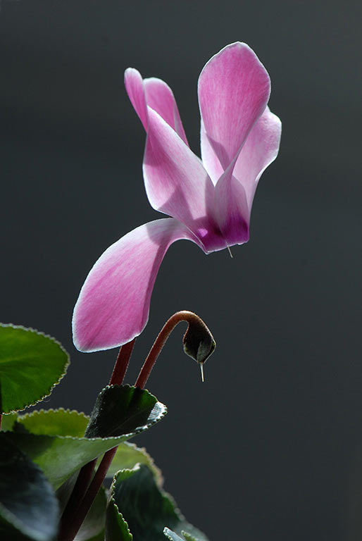 Alpenveilchen (Foto: Manuela Hahnebach)