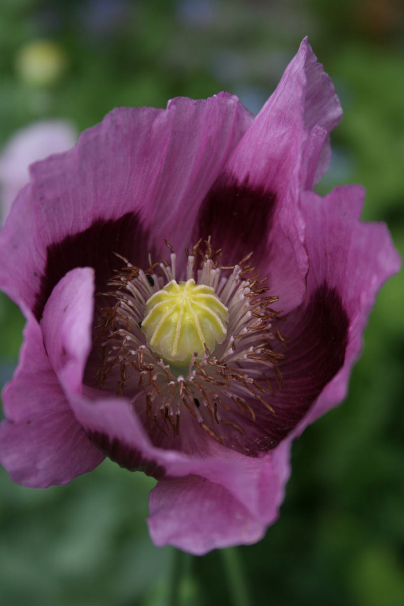 Mohn (Foto: Carolin Fritz)