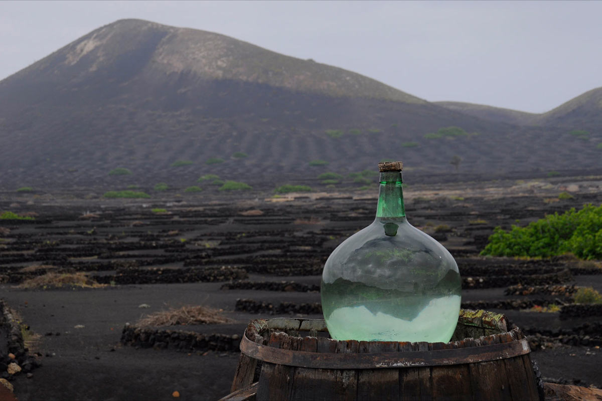 Weinbau (Foto: Ines Koch)