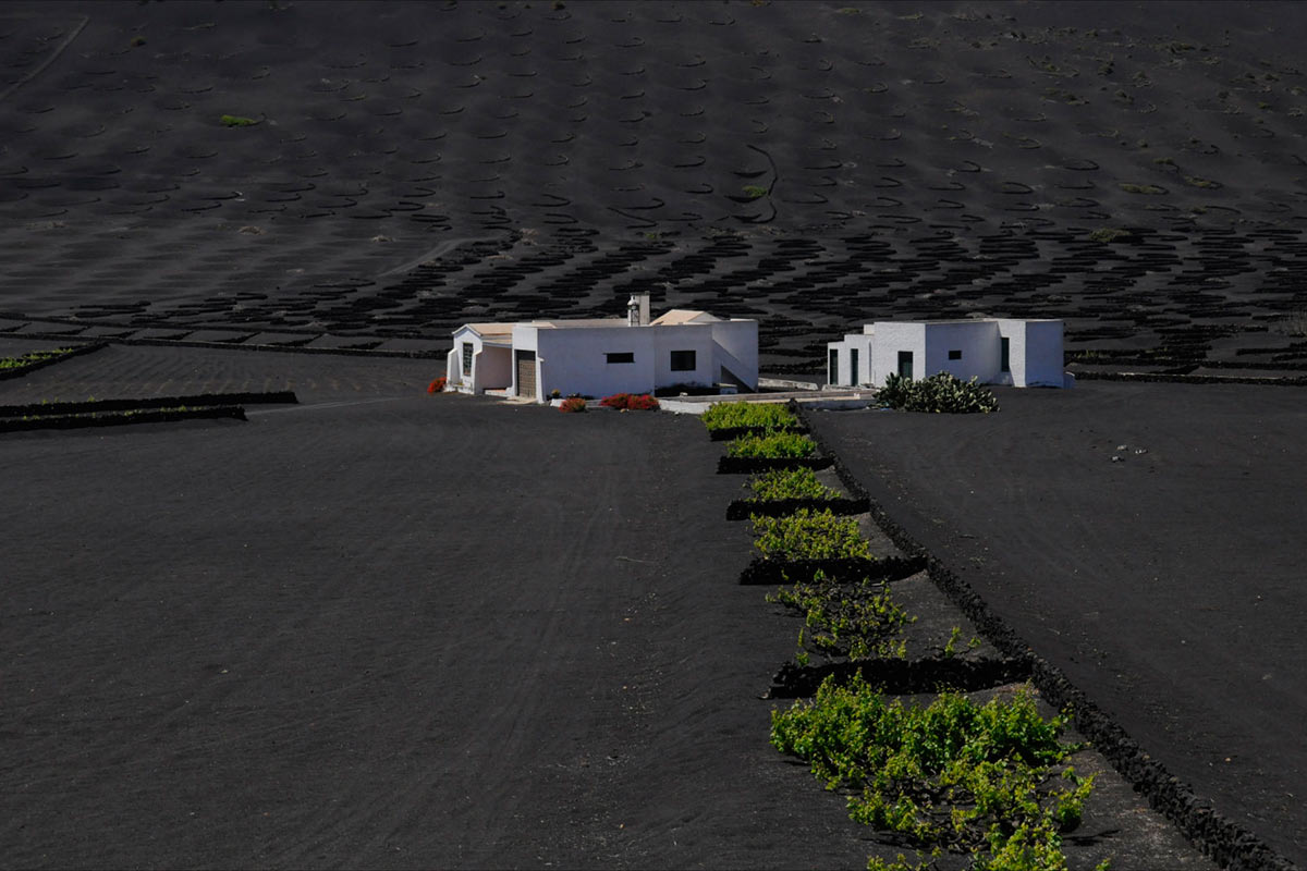 Feld auf Lanzarote (Foto: Ines Koch)