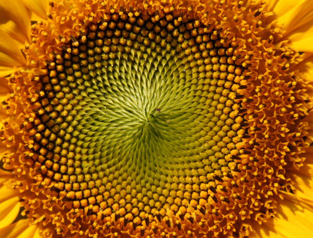 Helios (Foto: Carolin Fritz)