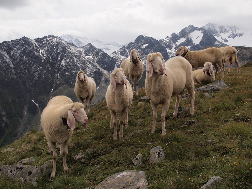 Bergvolk (Foto: Manuela Hahnebach)