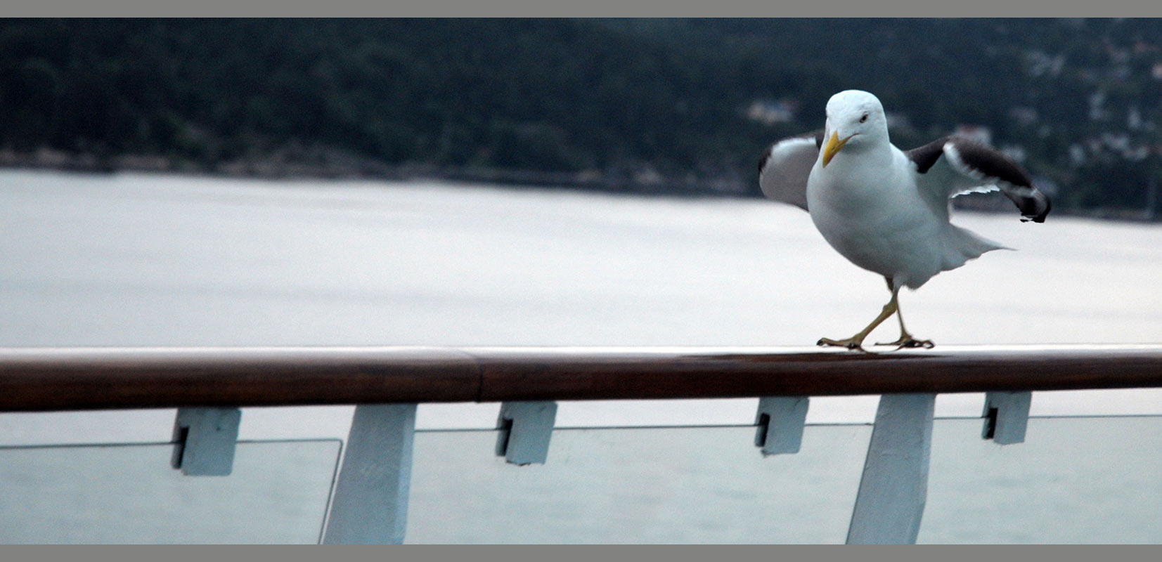 Laufsteg (Foto: Ute Zohles)