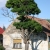 Baum-Haus (Foto: Ute Zohles)