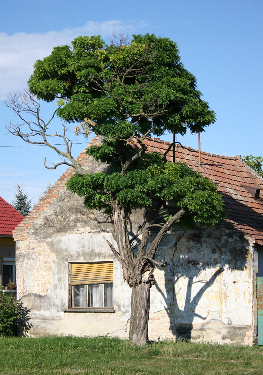 Baum-Haus (Foto: Ute Zohles)