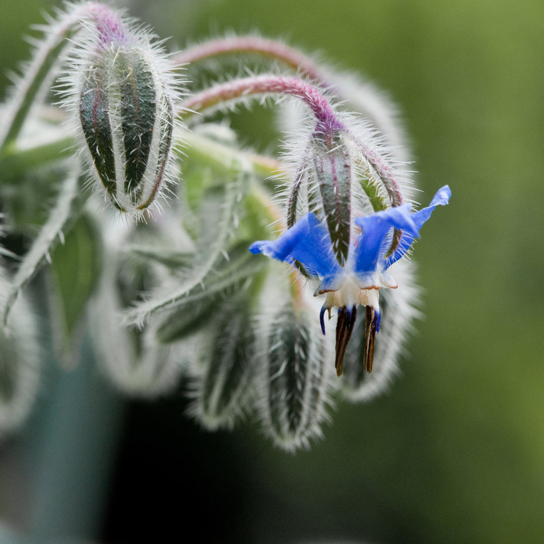 Boretschblüte (Foto: Uli Pfeufer)