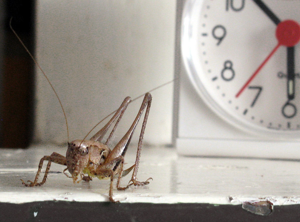 Zehn vor Sechs (Foto: Peter Maximilian Schmidt)