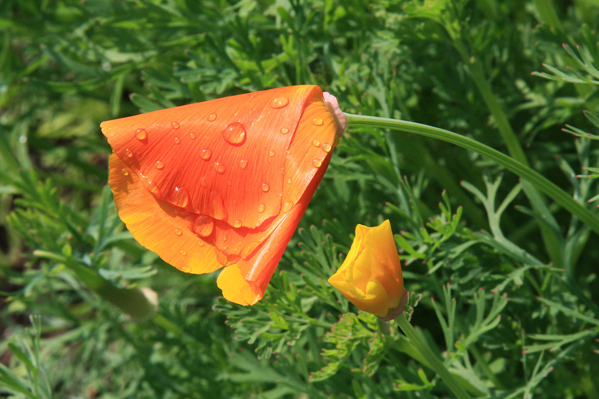 Mohn (Foto: Peter Maximilian Schmidt)
