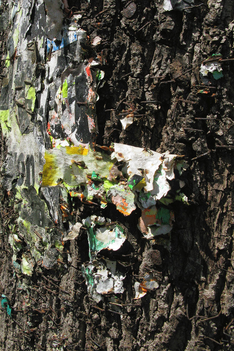 Serie: Plakatebaum (Foto: Peter Maximilian Schmidt)