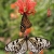 Schmetterlinge (Foto: Manuela Hahnebach)