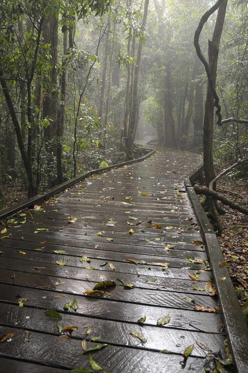 2011-12-08_2011-11-13_2212-00_uz_15 Steg in den Regenwald (Foto: Ute Zohles)