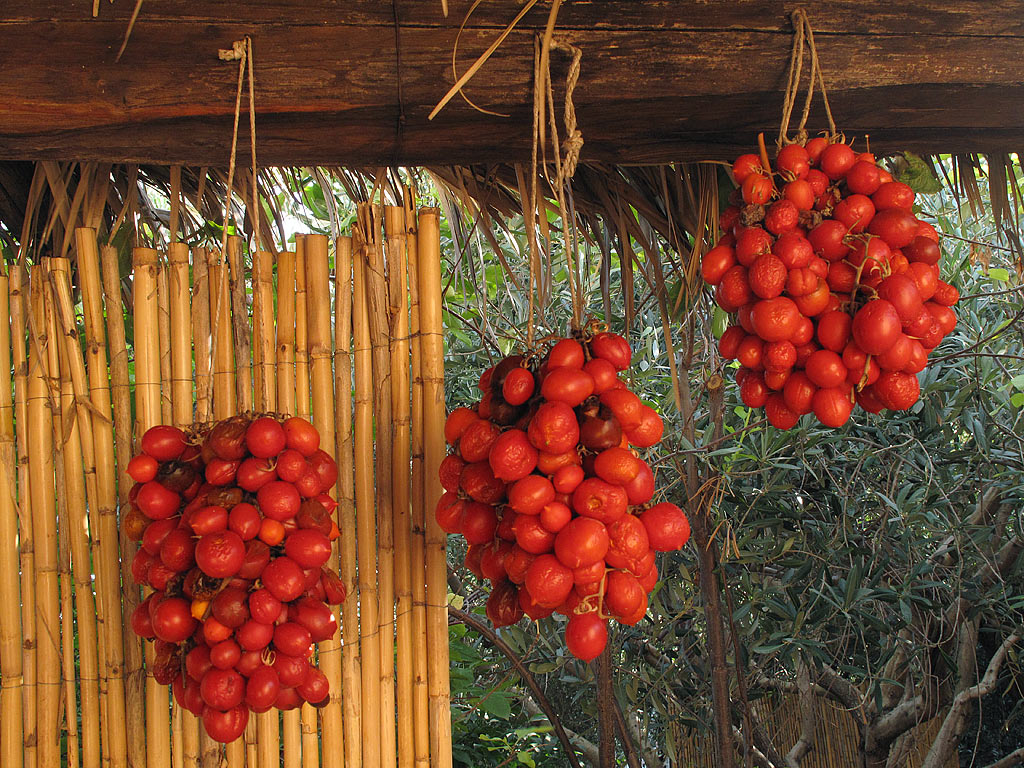 2011-12-20_C04_0990_ak_15 Tomaten trocknen (Foto: Andreas Kuhrt)